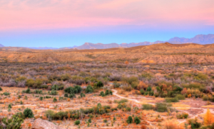 Wilderness Women